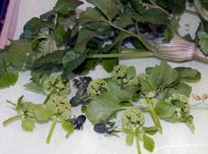 Alexanders-Smyrnium Olusatrum