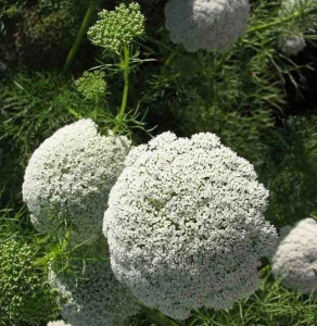Ammi Visnaga-Marar salbatic - Img 2