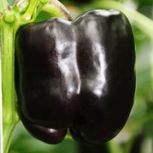 Ardei gras Black