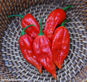 Ardei iute Bhut Jolokia