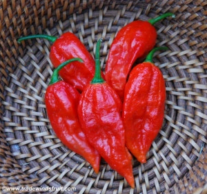 Ardei iute Bhut Jolokia