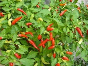 Ardei iute Thai Chili - Img 2