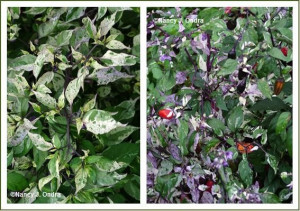 Ardei iute Tricolor variegata