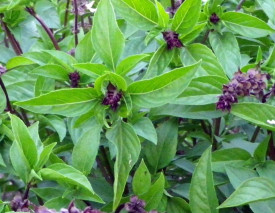 Busuioc Scortisoara