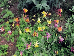 Caldarusa-Aquilegia Mrs.Scott Elliott