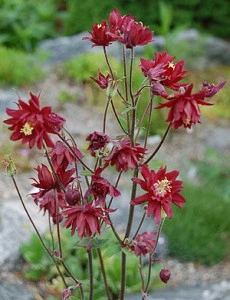 Caldarusa-Aquilegia vulgaris Double Rubies - Img 2