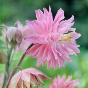 Caldarusa-Aquilengia vulgaris Rose Barlow
