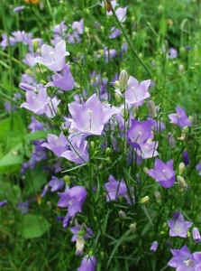 Campanula Rotundifolia - Img 4