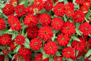 Carciumareasa Profusion double Red