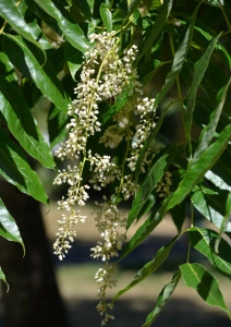 Cedru Chinezesc-Toona Sinensis - Img 3