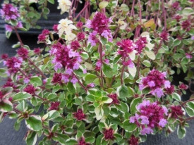 Cimbrisor-Thymus pulegioides Foxley - Img 2