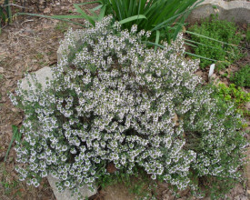 Cimbru Peren-Thymus Vulgaris
