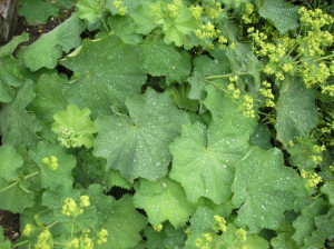 Creţişoara-Alchemilla Vulgaris