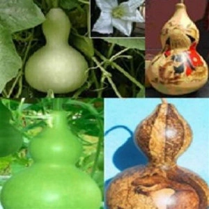 Dovleac decorativ Bottle Gourd - Img 3