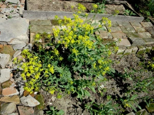 Drobusor-Isatis Tinctoria - Img 7