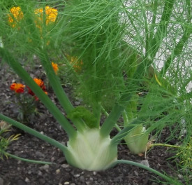 Fenicul-Foeniculum Vulgare