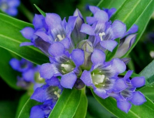 Gentiana Dahurica - Img 3