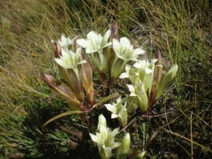 Gentiana Straminea - Img 3
