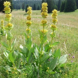 Ghintura-Gentiana lutea