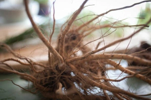 Ginseng Indian-Ashwaganda-Withania somnifera - Img 8
