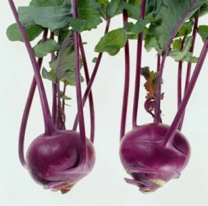 Gulie Purple