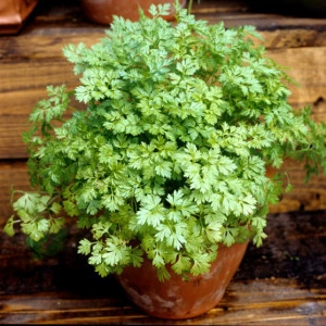 Hasmațuchi-Anthriscus cerefolium  - Img 3