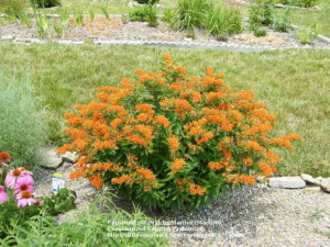 Iarba fluturilor-Asclepias tuberosa