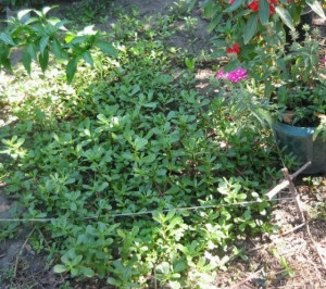 Iarba grasă-Portulaca oleracea - Img 2