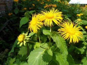 Iarbă mare-Inula helenium - Img 4