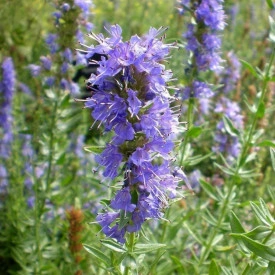 Isop albastru-Hyssopus officinalis - Img 2