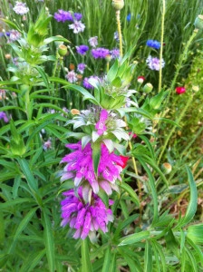 Lemon beebalm-Monarda citriodora - Img 4
