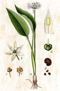 Leurda-Allium Ursinum