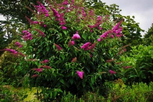 Liliac de vara-Buddleja Davidii Royal Red  - Img 3