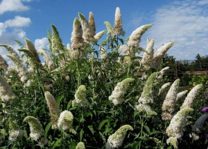 Liliac de vara-Buddleja Davidii White - Img 3