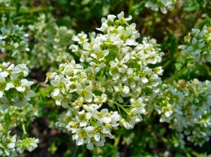 Lingureaua-Cochlearia officinalis - Img 5