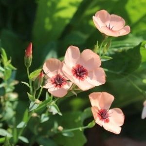 Linum Salmon-In decorativ anual
