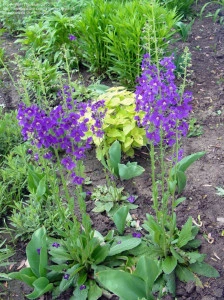 Lumanarica-Verbascum Phoeniceum Violetta - Img 2