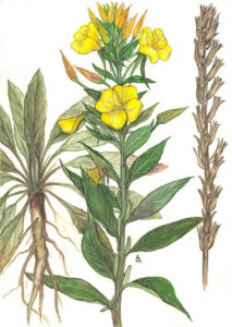 Luminita noptii-Oenothera biennis L