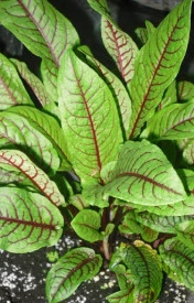 Macris Red veined-Rumex Sanguineus