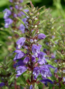 Mataciunea moldoveneasca-Dracocephalum moldavicum L.
