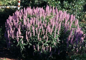 Mexican Hyssop-Agastache mexicana - Img 4