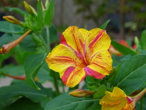 Mirabilis Jalapa mix - Img 5