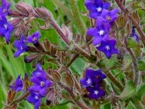 Miruta-Anchusa officinalis - Img 2