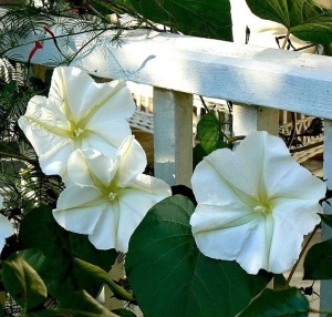 Moonflower-Ipomoea alba 