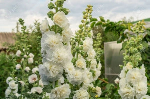 Nalba de gradina Double White - Img 3