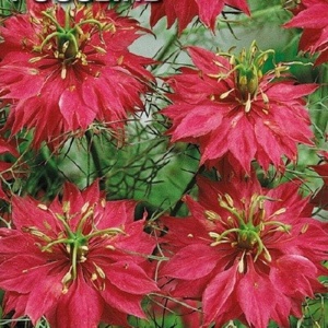 Nigella Damascena Persian Jewels Red