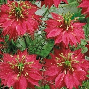 Nigella Damascena Persian Jewels Red - Img 2