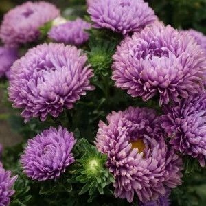 Ochiul boului-Callistephus chinensis Milady Lilac