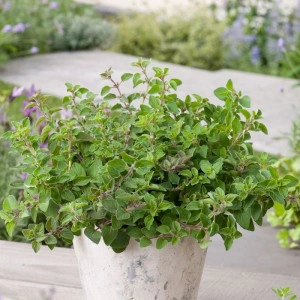 Oregano-Origanum vulgare - Img 3