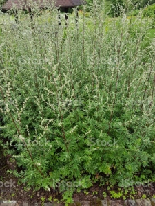 Pelin-Artemisia - Img 7